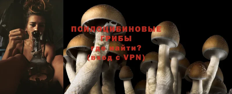 Псилоцибиновые грибы Psilocybe  shop наркотические препараты  Вытегра  mega ТОР 